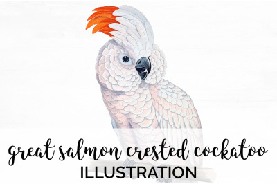 Parrot Cockatoo Clipart