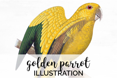 Parrot Clipart Golden