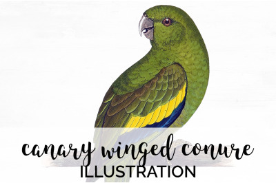 Parrot Conure Clipart