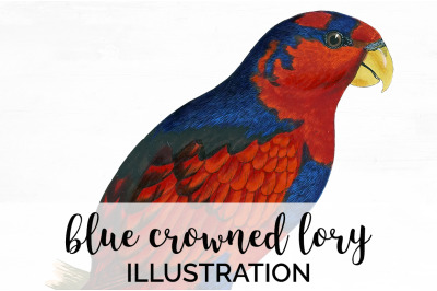 Parrot Lory Clipart