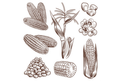 Sketch corn. Hand drawn vintage drawing cereal plants agriculture maiz