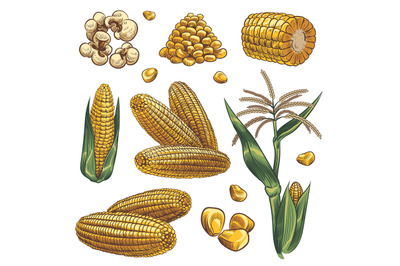 Hand drawn corn. Cereal maize plants&2C; corn cob and grains vegetarian f