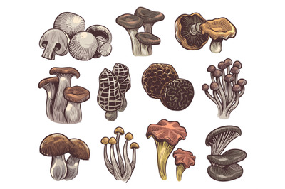 Hand drawn mushrooms. Colorful sketch mushroom champignon and truffle,