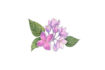 Lilac - hand drawn watercolor floral illustration in sketching style