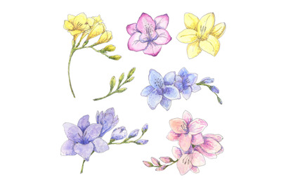 Freesia set - hand drawn watercolor botanical design elements