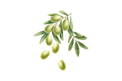Green olives - hand drawn food, botanical illustration