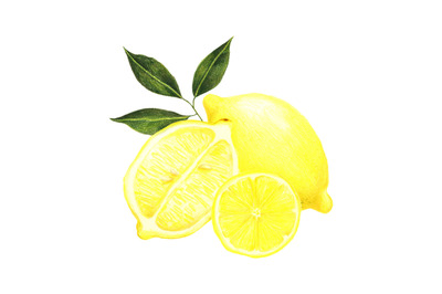 Lemons - hand drawn food, botanical illustration
