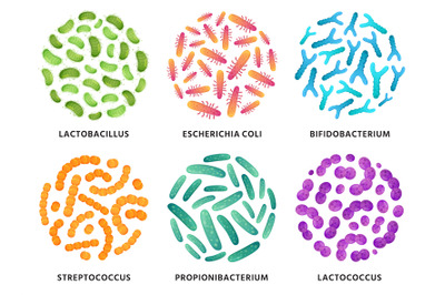 Probiotics. Lactobacillus, bifidobacterium and lactococcus probiotic b