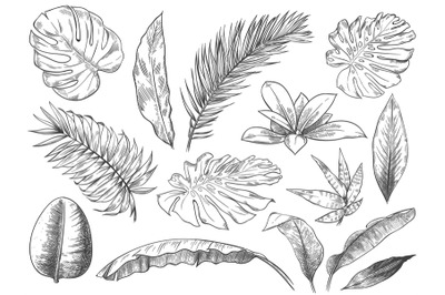 Hand drawn tropical leaves. Sketch tropic plants leafs, hand drawn exo