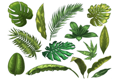 Green tropical leaves. Hand drawn rainforest nature leaf, color sketch