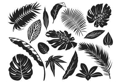 Tropical leaves silhouette. Palm tree leaf&2C; coconut trees and monstera