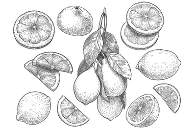 Sketch lemon. Hand drawn sliced lemons, citrus fruit with leaves and h