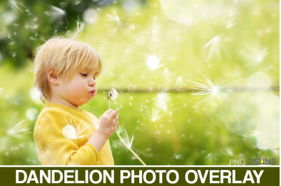 50 Dandelion Flowers Photo Overlays, Photoshop overlay