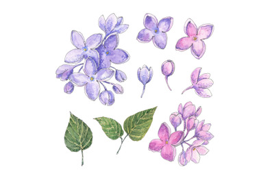 Lilac flowers set - hand drawn watercolor floral design elements
