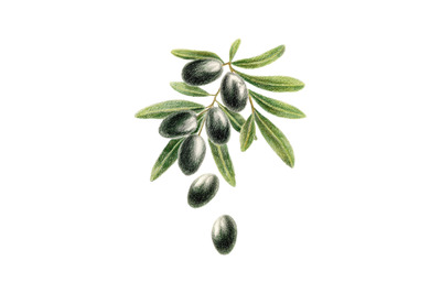 Black olives - hand drawn food, botanical illustration