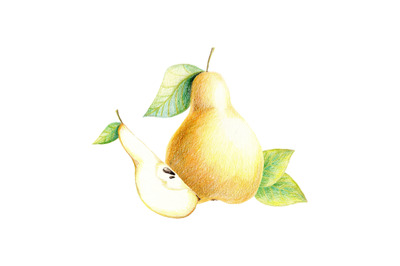 Pear - hand drawn food, botanical illustration