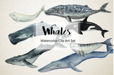 Whales - Watercolor Clip Art &amp; Print