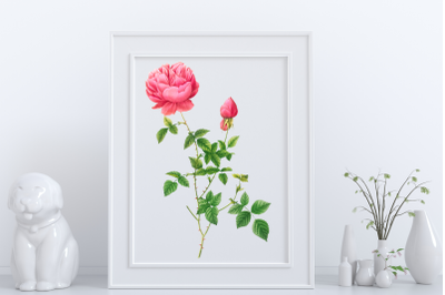 Pink Vintage Flowers, Botanical IlIustration, Vintage Rose