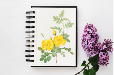 Yellow Vintage Flowers, Botanical IlIustration, Vintage Rose