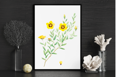 Yellow Vintage Flowers, Botanical IlIustration, Vintage Rose