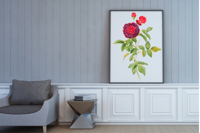 Red Vintage Flowers, Botanical IlIustration, Vintage Rose