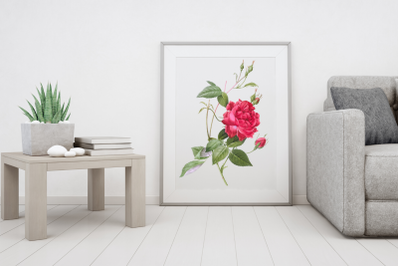 Red Vintage Flowers, Botanical IlIustration, Vintage Rose