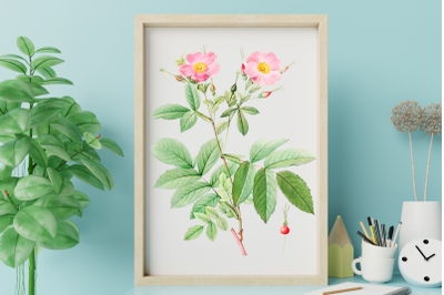 Pink Vintage Flowers, Botanical IlIustration, Vintage Rose