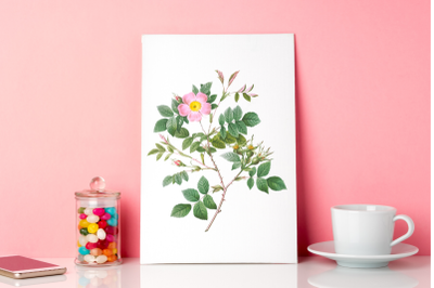 Pink Vintage Flowers, Botanical IlIustration, Vintage Rose