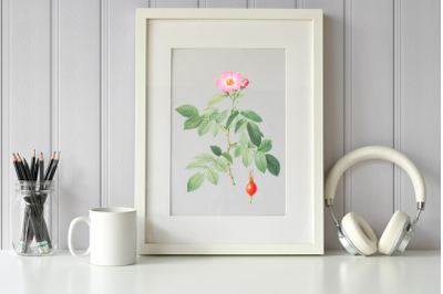 Pink Vintage Flowers, Botanical IlIustration, Vintage Rose