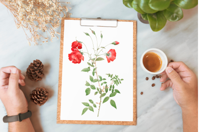 Red Vintage Flowers, Botanical IlIustration, Vintage Rose