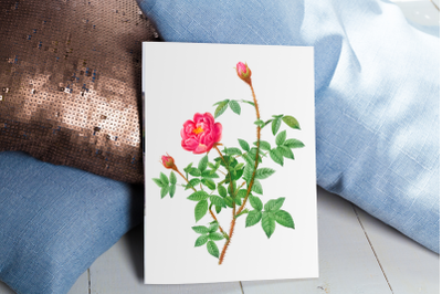 Pink Vintage Flowers, Botanical IlIustration, Vintage Rose