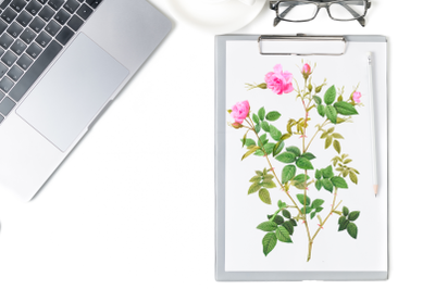 Pink Vintage Flowers, Botanical IlIustration, Vintage Rose