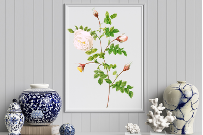 White Vintage Flowers, Botanical IlIustration, Vintage Rose