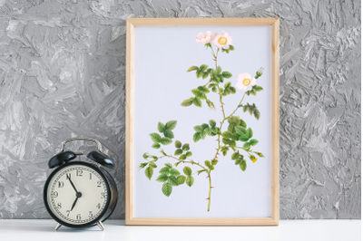 White Vintage Flowers, Botanical IlIustration, Vintage Rose