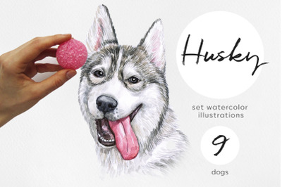 Siberian Husky. Watercolor set dog illustrations. 9 dogs