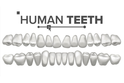 Human Teeth Set Vector. Dental Health. Incisor, Canine, Premolar, Molar Upper, Lower. Clean White Tooth. Periodontal Concept. Isolated Illustration