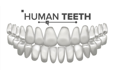 Tooth Mouth Anatomy Vector. Human Teeth. Healthy White Teeth. Dentistry Medical Concept. 3D Realistic Isolated Illustration