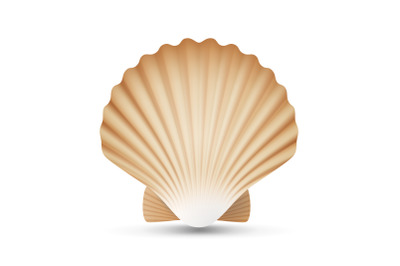 Scallop Seashell Vector. Realistic Sea Shell Close Up. Isolated On White. Illustration