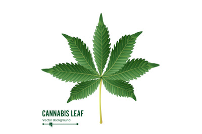 Cannabis Leaf Vector. Green Cannabis Cannabis Sativa or Cannabis Indica Leaf Isolated On White Background. Medical Plant Illustration