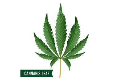 Marijuana Leaf Vector. Green Hemp Cannabis Sativa or Cannabis Indica Marijuana Leaf Isolated On White Background. Medical Plant Illustration