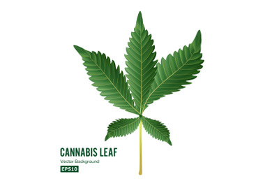 Marijuana Leaf Vector. Green Hemp Cannabis Sativa or Cannabis Indica Marijuana Leaf Isolated On White Background. Medical Plant Illustration