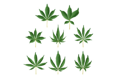 Marijuana Green Leaf Vector. Medicinal Herbs