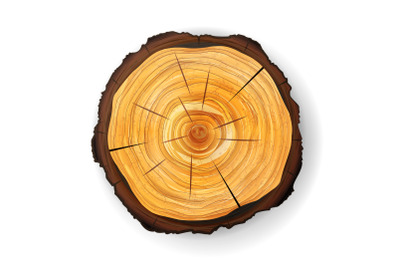 Cross Section Tree Wooden Stump Vector. Round Cut With Annual Rings