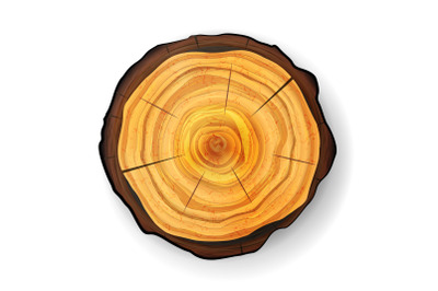 Cross Section Tree Wooden Stump Vector. Trunk Stump. Isolated Illustration.