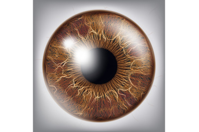 Human Eye Iris Vector. 3D Realistic Eyeball Illustration