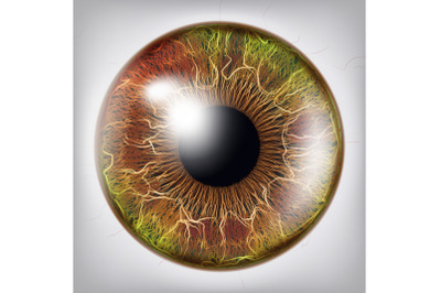 Eye Iris Vector. Vision Medical Concept Illustration