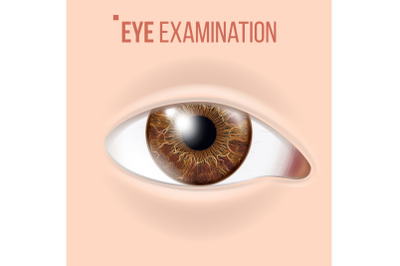 Human Eye Vector. Vision Concept. Clinic Medical Eye Diagnostic. Realistic Detail Illustration