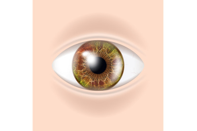 Human Eye Vector. Visual Examination. Body Check. Realistic Anatomy Illustration