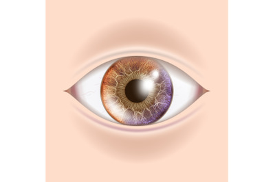 Human Eye Vector. Optometrist Check. Organ Test. Realistic Anatomy Illustration