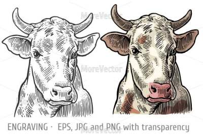Cows head engraving